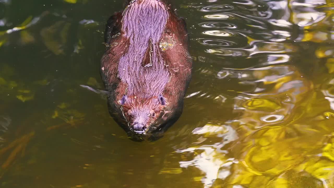 impresionantes imágenes en primer plano de un castor marrón nadando en su hábitat natural