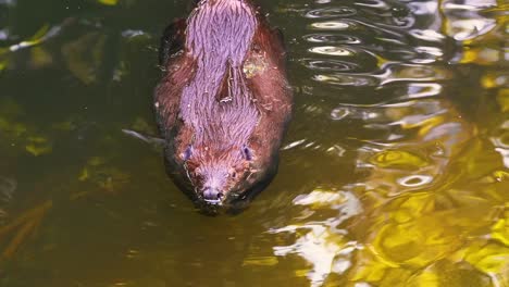 Stunning-close-up-footage-of-a-brown-Beaver-swimming-in-its-natural-habitat