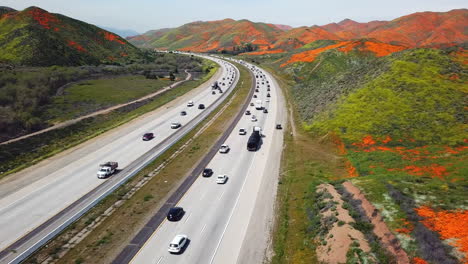 aerial low level pan of the super bloom of golden poppies by lake elsinore california and walker canyon by the i15