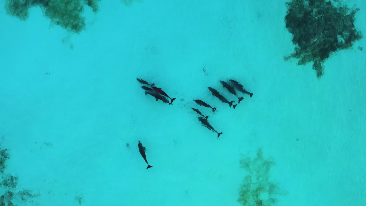 grupo de delfines jugando en la toma aérea del océano azul caribeño