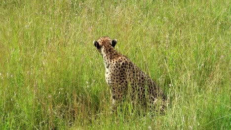 Vista-Estática-De-Un-Guepardo-Salvaje-Y-Hermoso-Sentado-En-La-Hierba-De-La-Gran-Pradera-Africana-Después-De-La-Temporada-De-Lluvias