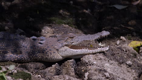 o crocodilo estuarino selvagem deitado pacificamente com a boca ligeiramente aberta sob o calor do sol - close-up shot