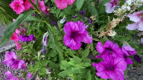 Petunias-Rosadas-Variadas-Con-Dulces-Williams-En-Una-Olla-Grande