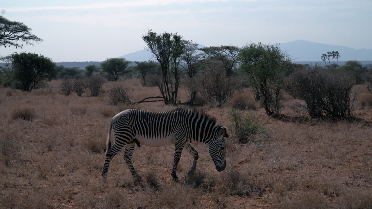 Zebre in un parco nazionale keniano.