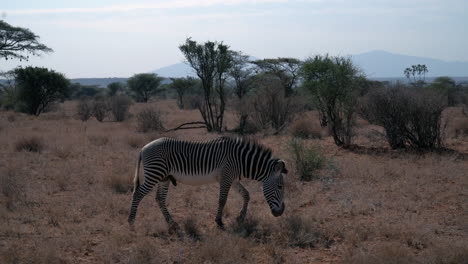 Cebras-En-Un-Parque-Nacional-De-Kenia