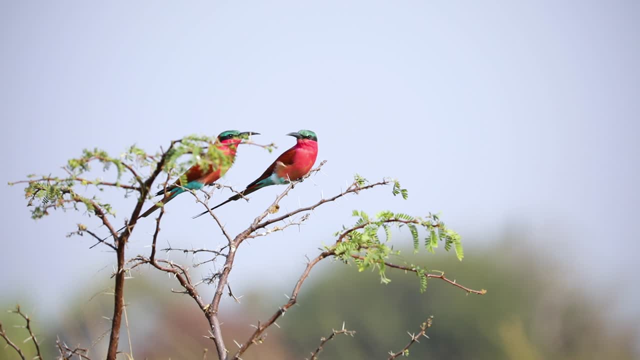 Coppia di splendidi gruccioni carminio meridionali che volano via da un ramo d'albero, in Namibia, Africa.
