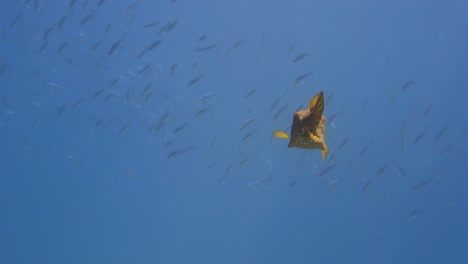 yellow boxfish swimming in the sea with the sun casting rays through the water in 4k