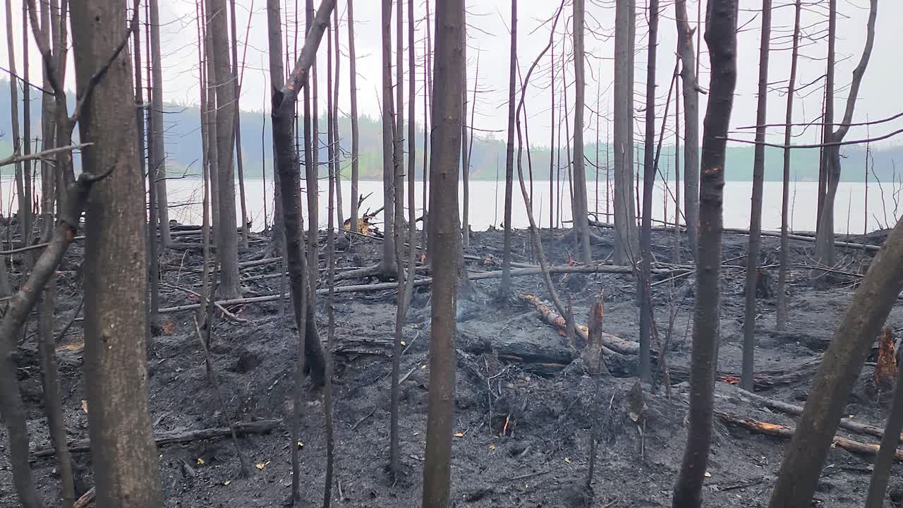 온타리오 캐나다 산불, 산불 이 자연 숲 에 미치는 영향
