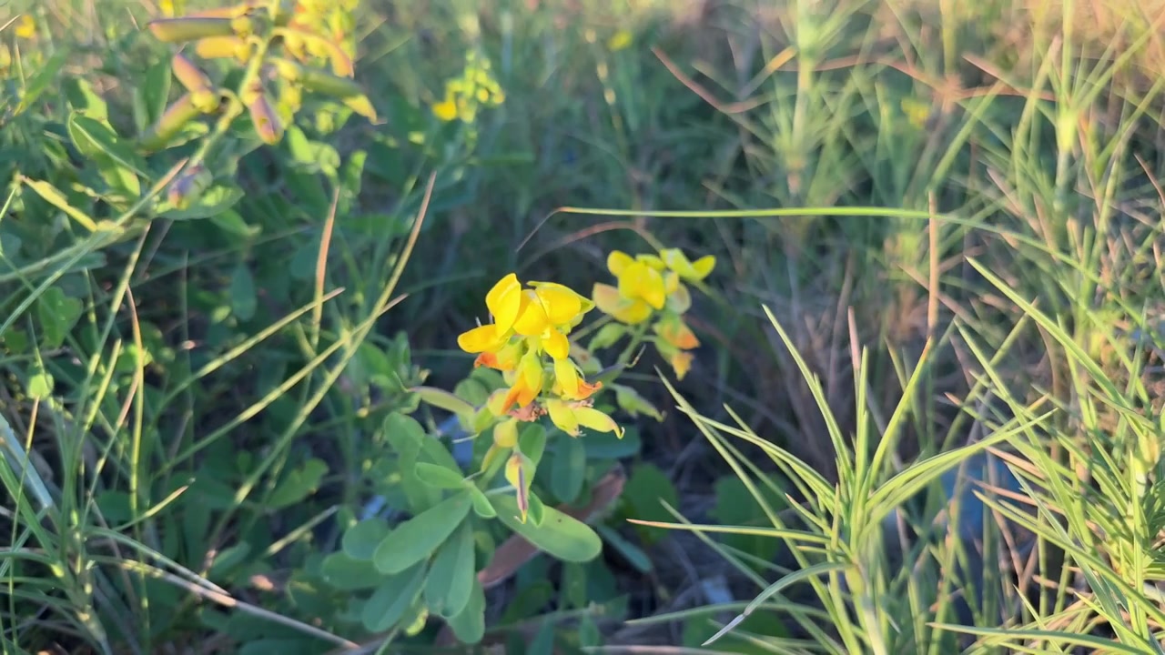 Delicate Yellow Flowers Moving in the Breeze