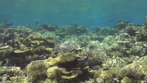 tropical coral reef with hard corals and table coral shallow below the ocean surface