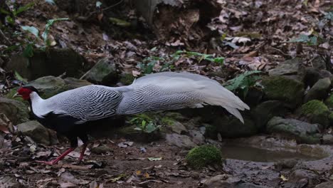 silver pheasant, lophura nycthemera, thailand