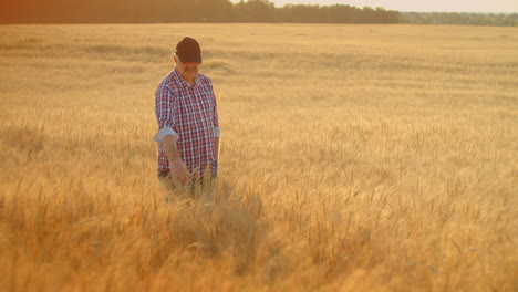 senior adult farmer takes his hands on the wheat spikes and examines them while studying at sunset in a cap in slow motion