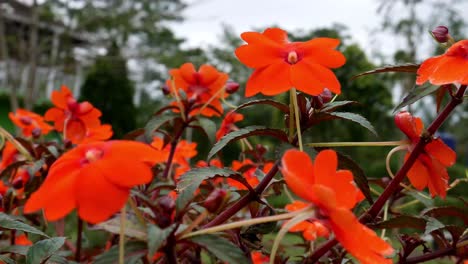 風に揺れる庭のオレンジ色の花、インパチェンスまたはインパチェンス・ワレリアナ