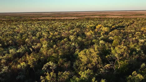 north western australian forest and mangroves-2