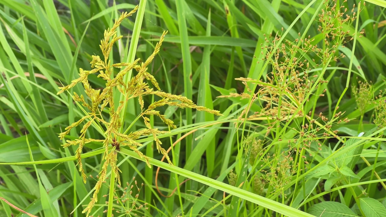 A detailed close-up of Cyperus rotundus, also known as nutgrass or purple nutsedge, growing among green wild vegetation. A common weed found in tropical and subtropical regions.
