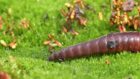 an earthworm is a terrestrial invertebrate that belongs to the class clitellata, order oligochaeta, phylum annelida. they exhibit a tube-within-a-tube body plan.