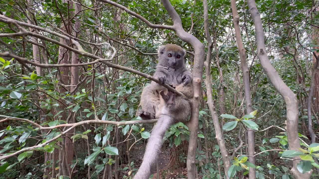 Lémur gris del bambú oriental menor (Hapalemur griseus) adorable en un árbol, Madagascar