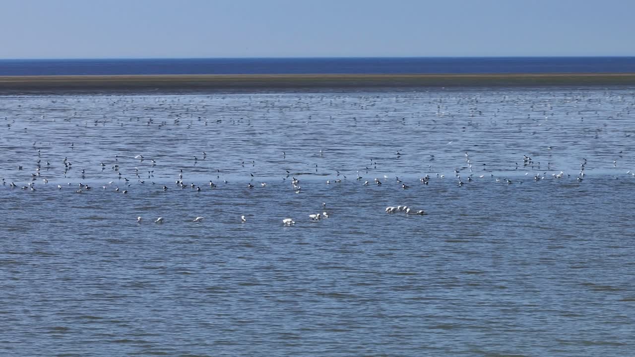 Low wide panning view of flocks of waterfowl in the shallows along the newly created Hinderplaat tidal flats on the coast of the Netherlands