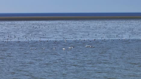 vista panorámica baja de bandadas de aves acuáticas en las aguas poco profundas a lo largo de los recién creados llanos de marea de hinderplaat en la costa de los países bajos
