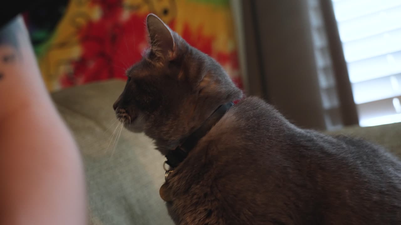 Primo piano di un gatto dall'aspetto di un Blu di Russia.