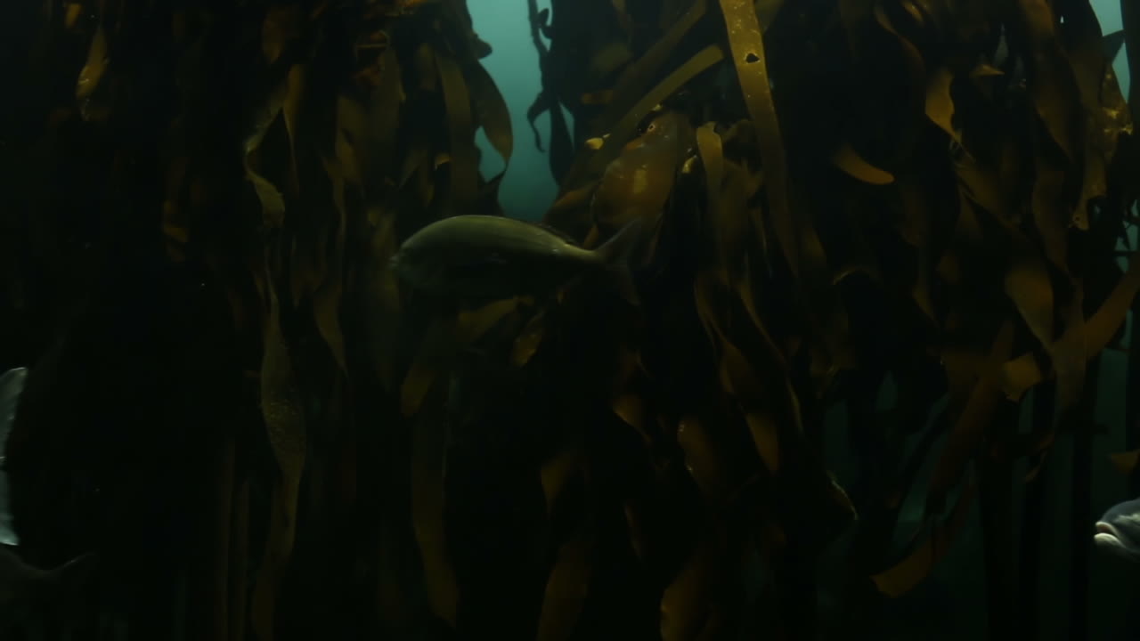 peces nadando en un tanque