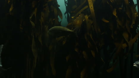 peces nadando en un tanque
