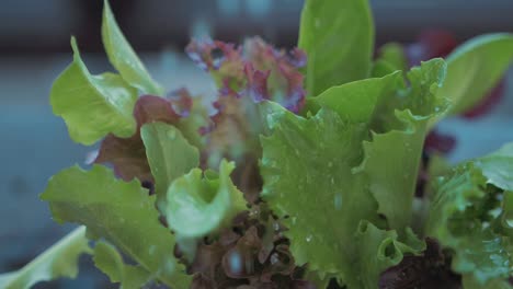 water droplets falling onto lush lettuce slow motion