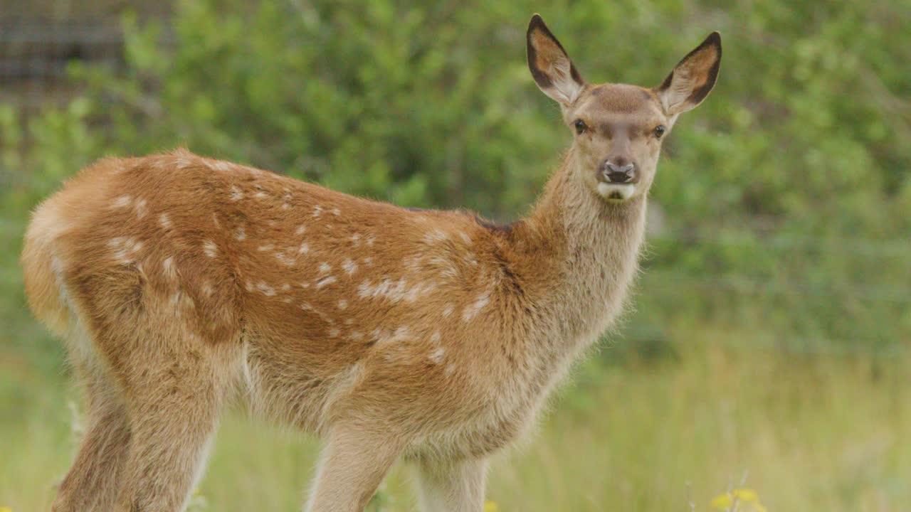 A juvenile red deer doe stands alert before lowering its head to graze in a sunlit, grassy Highland meadow with soft natural lighting and steady camera
