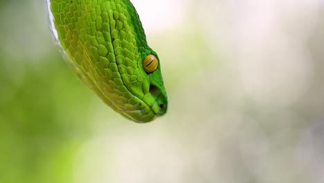 La-Víbora-De-Labios-Blancos-Es-Una-Víbora-Venenosa-Endémica-Del-Sudeste-Asiático-Y-A-Menudo-Se-Encuentra-Durante-La-Noche-Esperando-En-Una-Rama-O-Rama-De-Un-árbol-Cerca-De-Un-Cuerpo-De-Agua-Con-Muchos-Alimentos