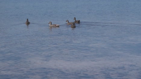 A-group-of-Dabbling-Ducks-swimming-across-a-crystal-clear-pond,-Kalmthoutse-Heide,-Belgium