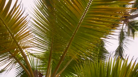 détails de branches de palmiers tirés d'en bas