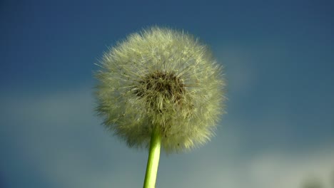 el diente de león contra el cielo. 4k.