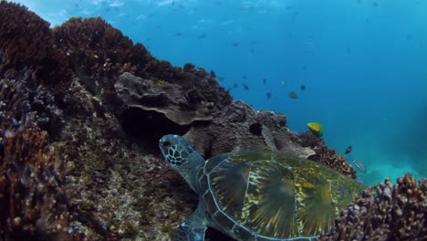 Green-Sea-Turtle-resting-on-a-colourful-reef