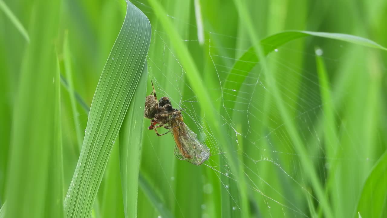 Ragno che mangia una libellula - caccia sulla tela - verde