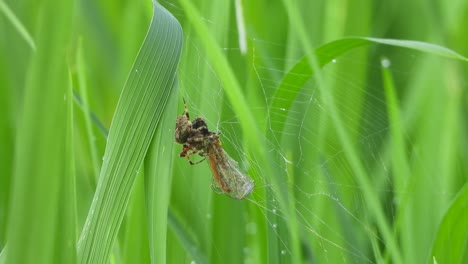 spider eating dragonfly - web hunt - green