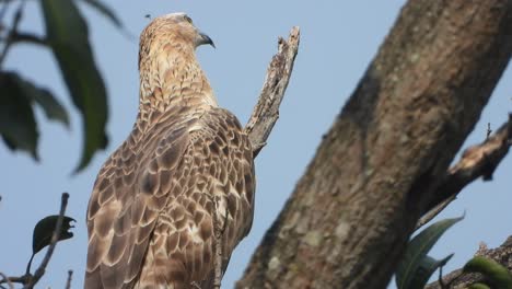 eagle glossy fathers and eyes