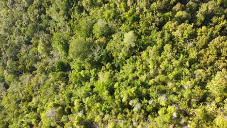 Rising-high-above-dense-rainforest-canopy-of-green-trees-on-a-remote-tropical-island-in-Raja-Ampat,-West-Papua,-Indonesia