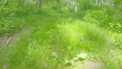 low angled, pov while slowly moving along overgrown grassy path surrounded by woods with dappled sunshine