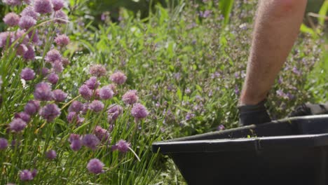 Gardener-using-freshly-cut-grass-to-fertilize-plants,-handheld-view