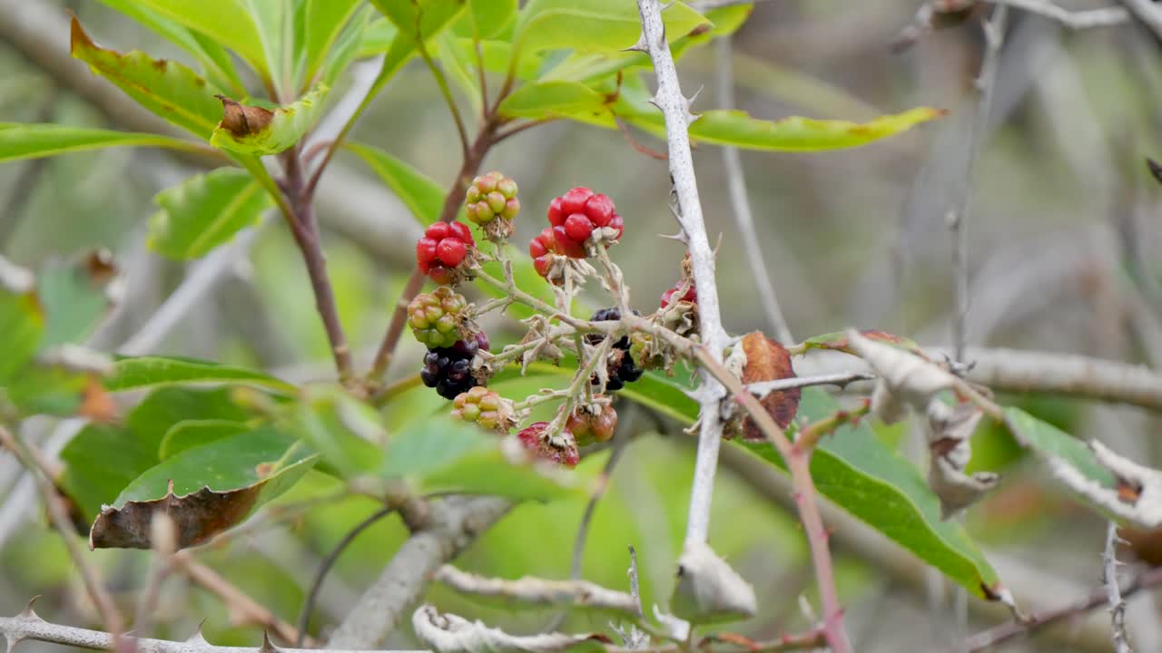 Bunch of berries on a tree