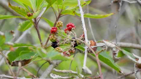 bunch of berries on a tree