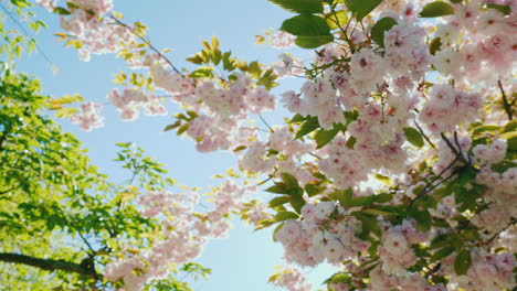 陽光透過<unk>花的樹枝發光