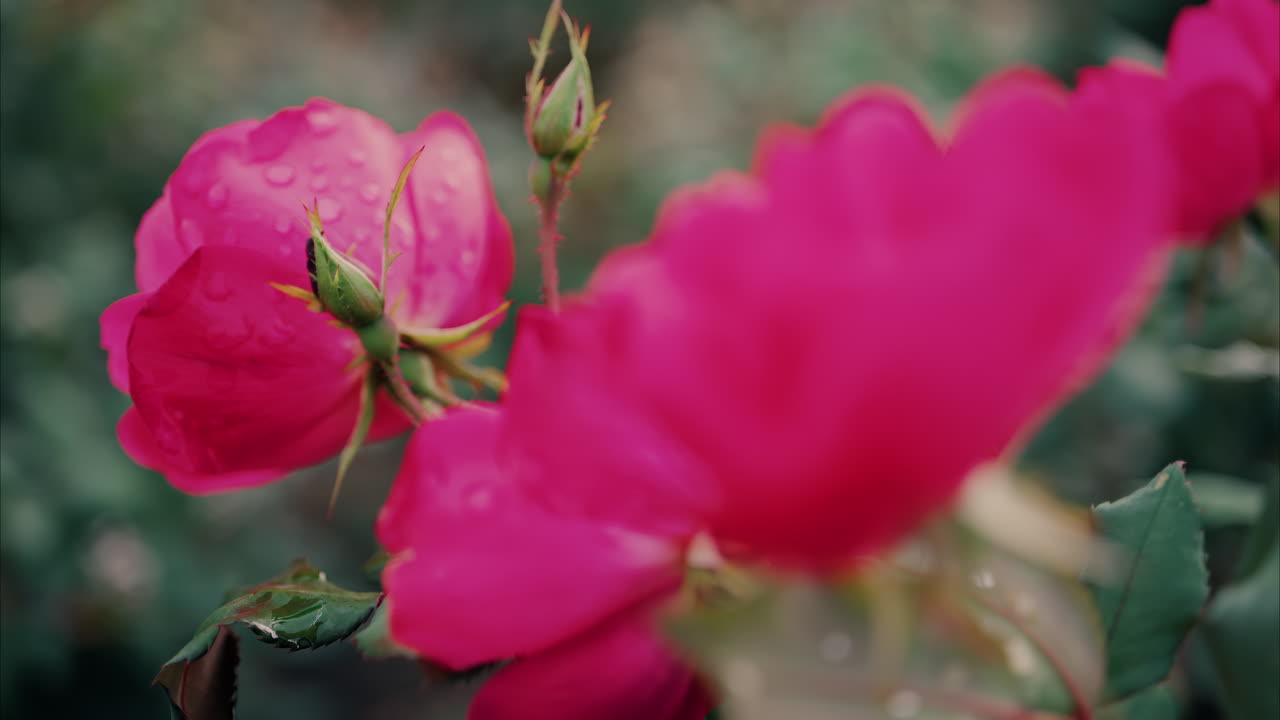 Close up of pink roses with water drops in a garden