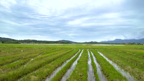 Vuelo-Bajo-Sobre-Campos-De-Arroz-En-Tierras-Cultivables-En-El-Campo-De-Kampung-Mawar,-Isla-De-Langkawi,-Malasia