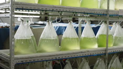 aquaculture research facility with grow bags