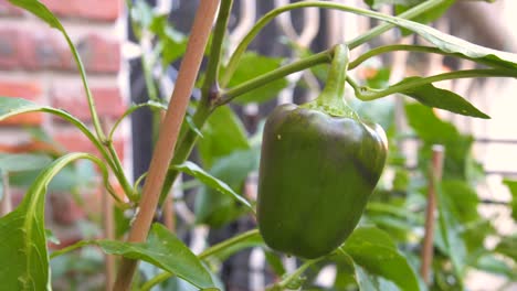 primer plano de una planta de pimiento verde con un insecto en la fruta