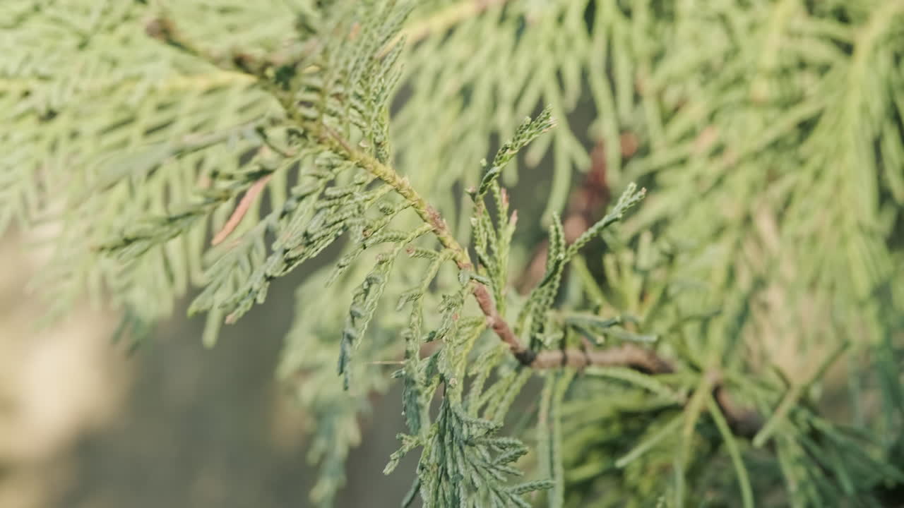 森の晴れた日に風に揺れる松葉