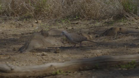 a zebra dove blends with his background of browns as he walks through the dirt and root pathway