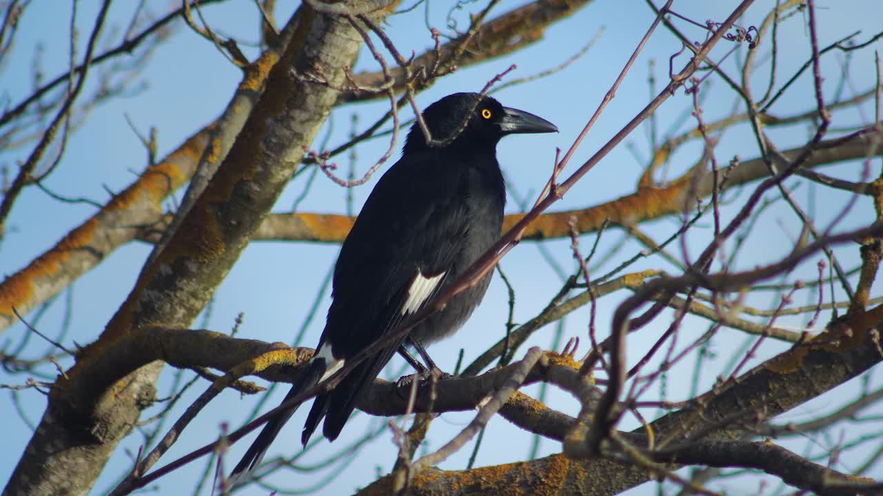 Black Bird Perched on a Tree Branch