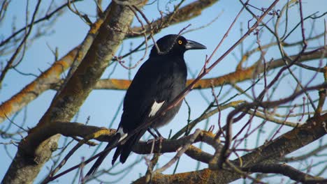 black bird perched on a tree branch